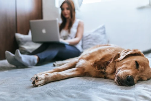 Pet owner comparing pet insurance options on a tablet
